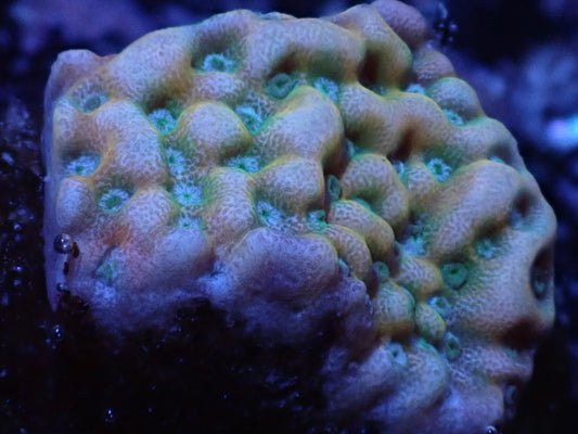 Yellow Pheonix Montipora Auction 5/22 -ended