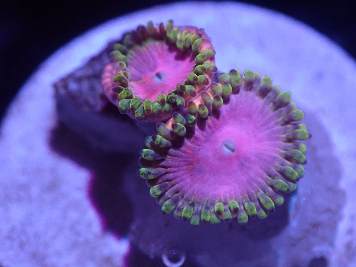 A4 5/23 Pink Diamond Zoas