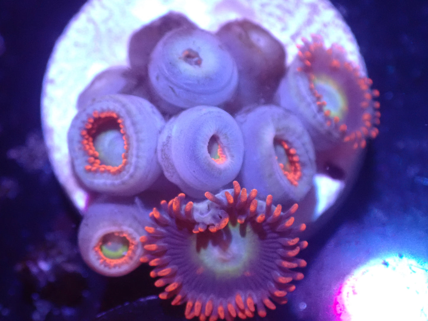 E4 5/23 Circus Zoas