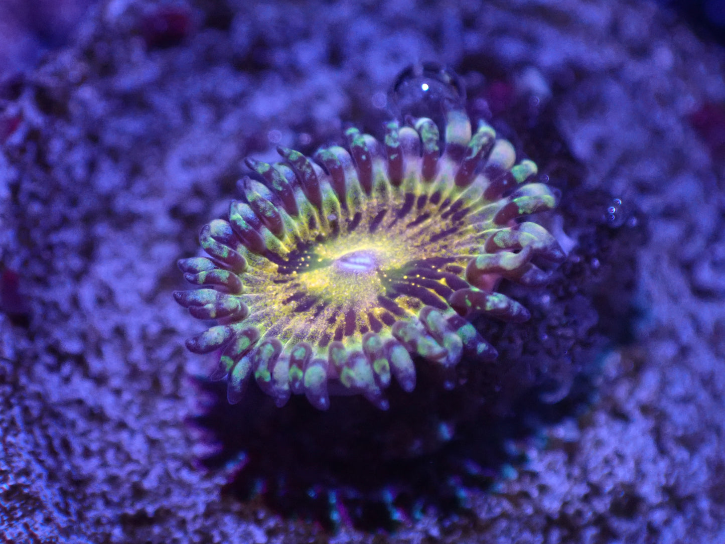 F1 5/20 Grim Reaper Zoa