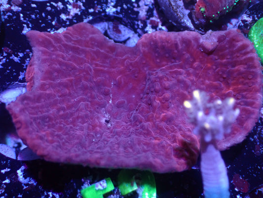 F2 5/20 Red Monti Cap