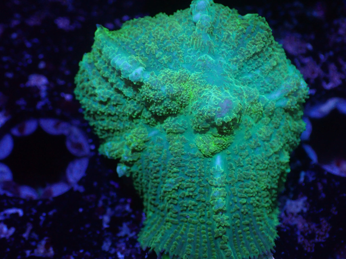 G1 5/20 Neon Green Rhodactis.