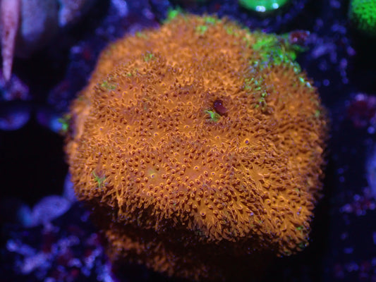 G6 5/20 Chicken Nugget Dreamland Pavona