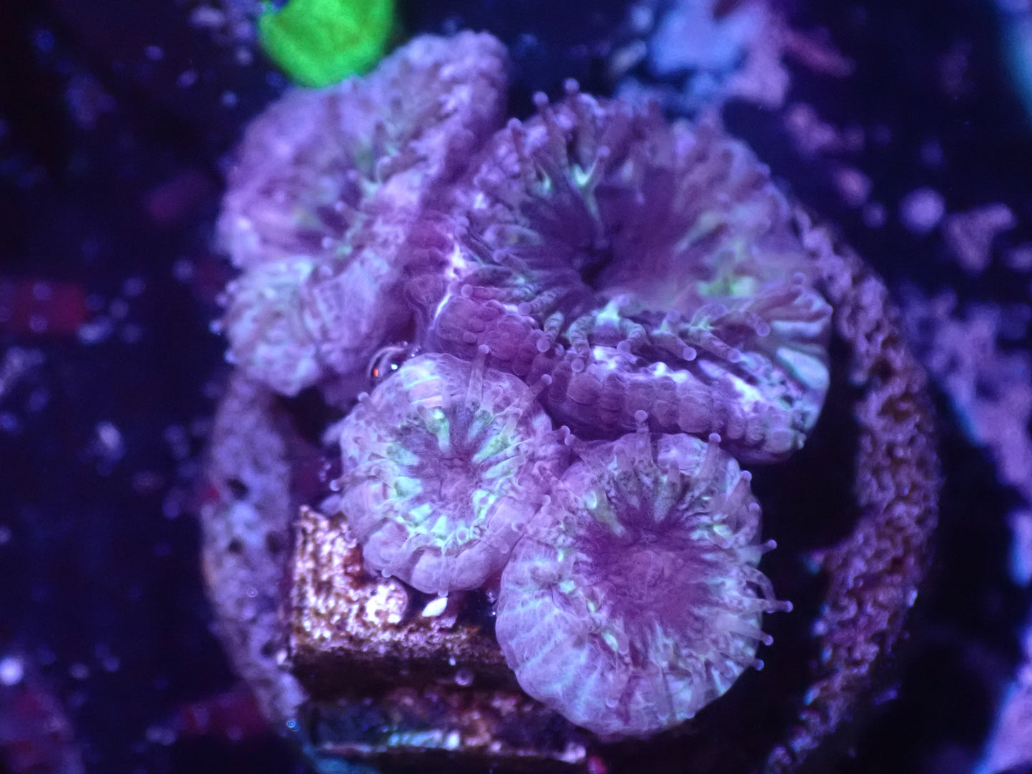 J5 5/20 Green Purple Acan