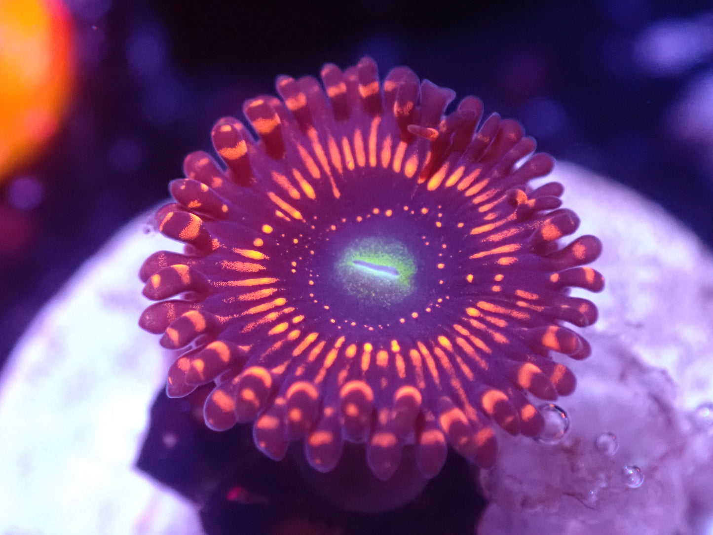 A5 5/20 Illuminati Zoa