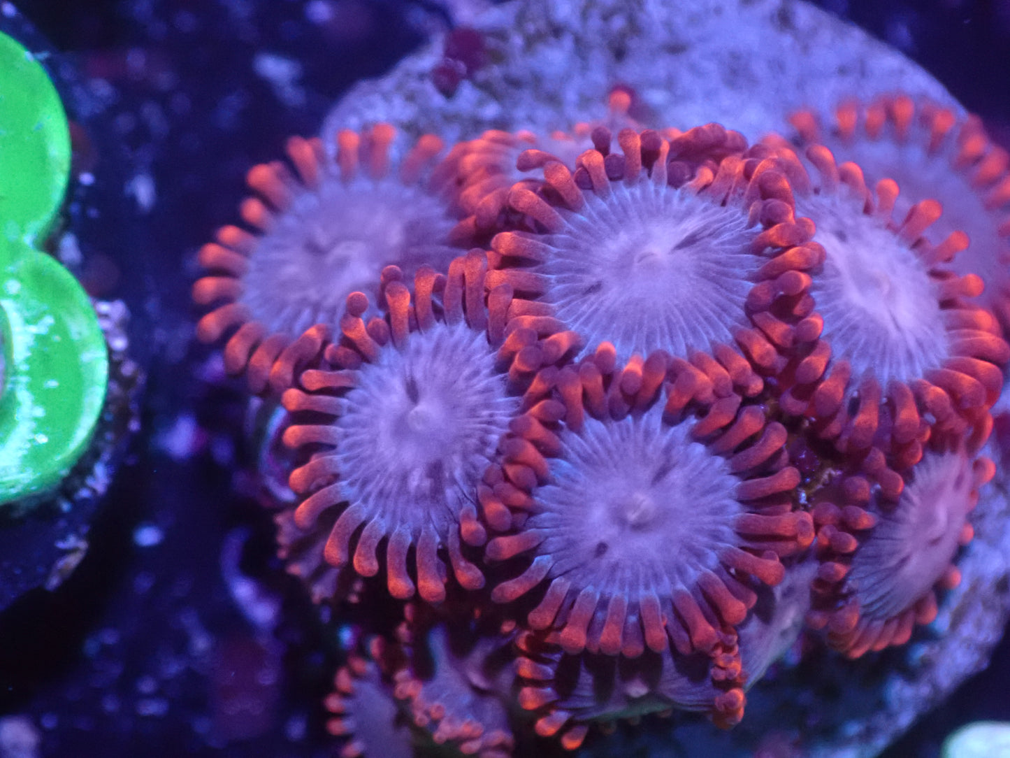 C5 5/20 Lilo And Stitch Zoas