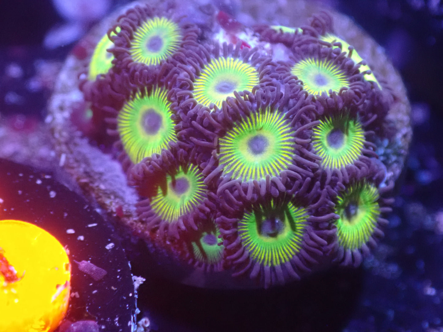 D3 5/20 Sunbeam Zoas