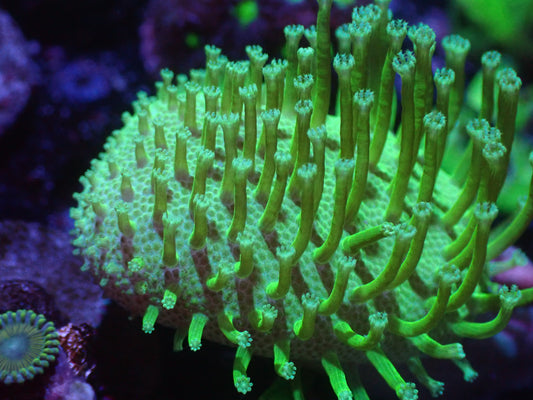 E1 5/20 Japanese Neon Green Toadstool