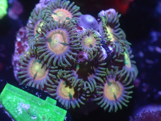 E2 5/20 RR Kraken Zoas