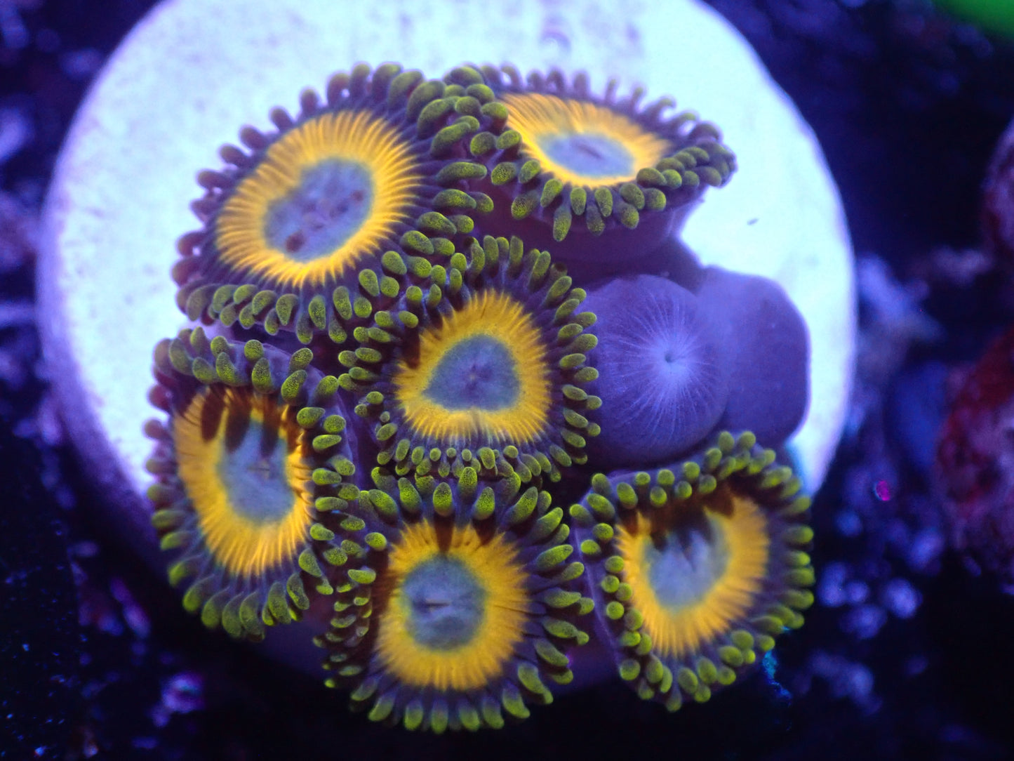 E5 5/20 Scrambled Egg Zoas