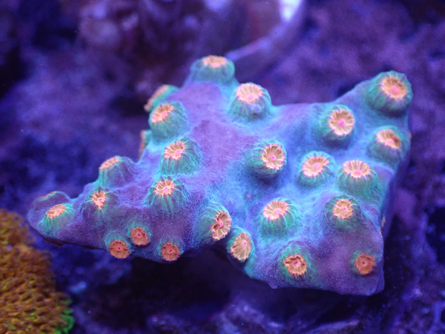 Meteor Shower Cyphastrea Auction 5/31 -ended
