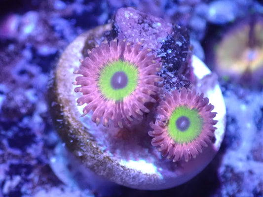 Bride of Chucky Zoa Auction 5/31 -ended