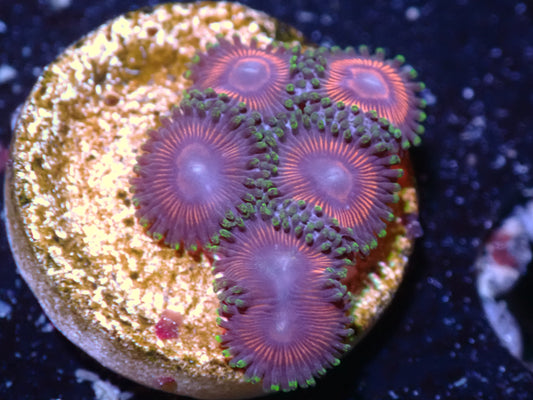 WWC Space Queen Zoa Auction 7/31. Ended