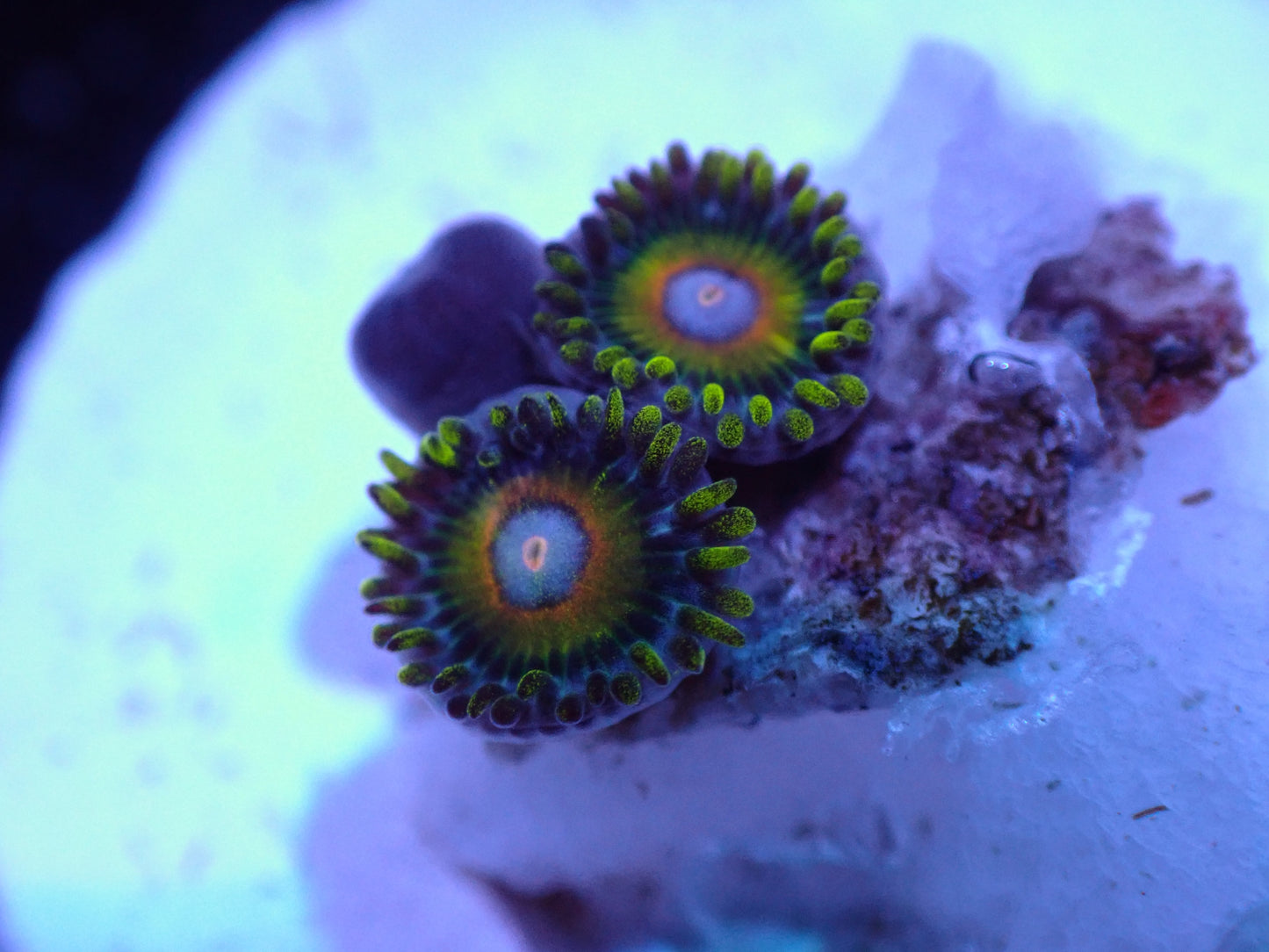 Super Saiyan Zoas Auctions 8/25 Ended