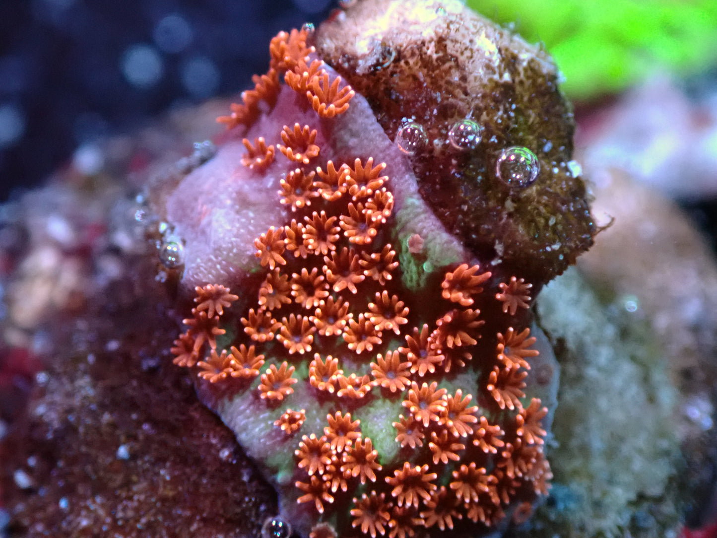 Sunset Montipora Auctions 9/6 ended