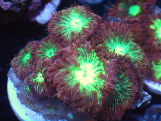 Spring Fever Blastomussa Merletti (small polyp) Auction 9-11 ended