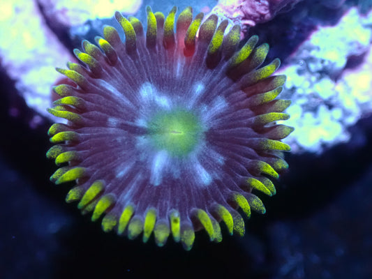 Warpspeed Zoa Auctions 9/18 ended