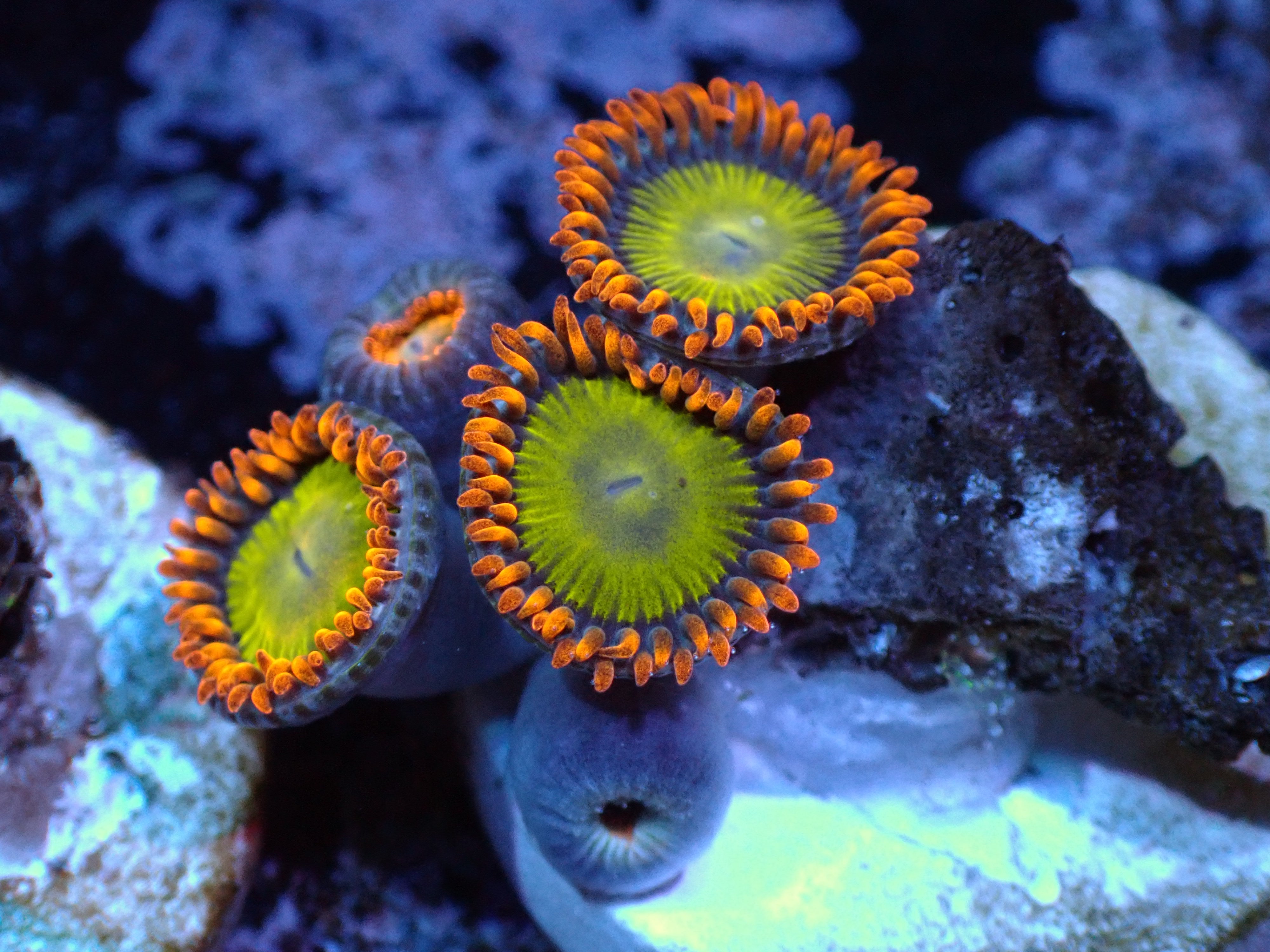 Mandarin Orange Zoas Auctions 10/2 Coral's Coral