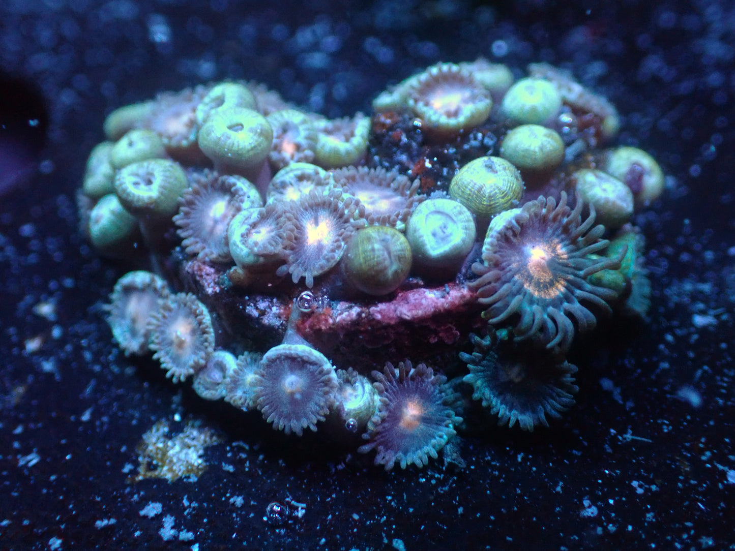 Unknown Zoas Auctions 10/6 ended