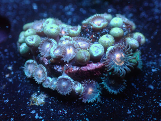 Unknown Zoas Auctions 10/6 ended