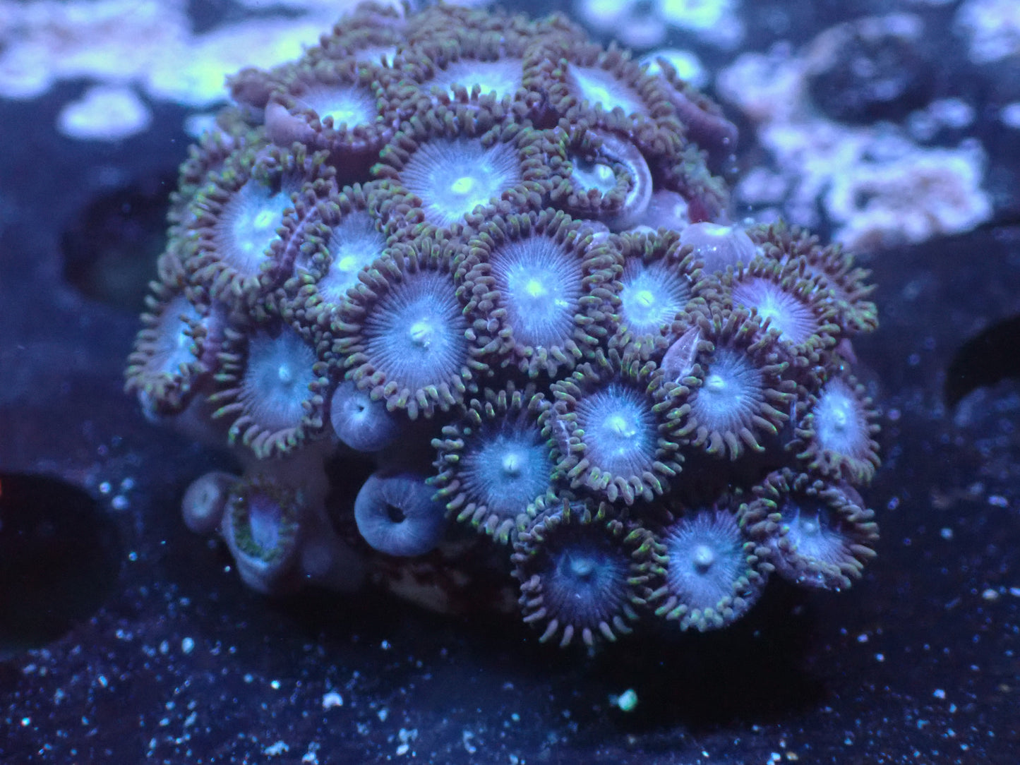 Tubbs Blue Zoas Auctions 10/6 ended