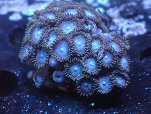 Tubbs Blue Zoas Auctions 10/6 ended