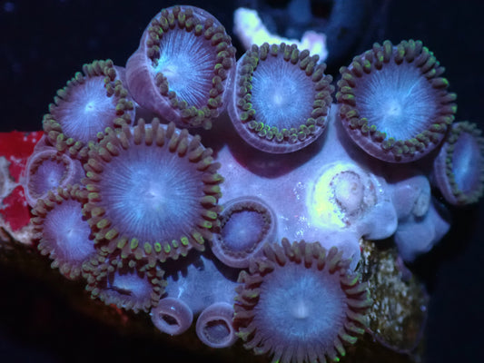 Tubbs Blue Zoas Auctions 10/13 ended