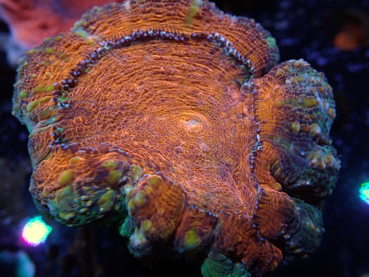 XL Orange Lobophyllia Auctions 10/23 ended