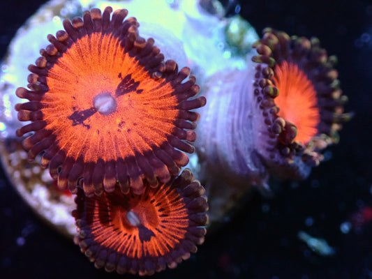 Bloodsucker Zoas Auctions 10/23 ended