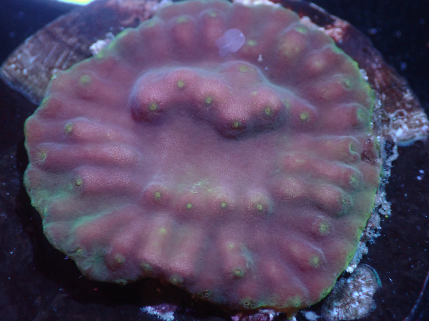 Yellow Scroll Coral Auctions 10/25 ended