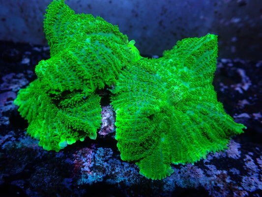 4P Green Rhoactis Rock Auctions 11/22 ended