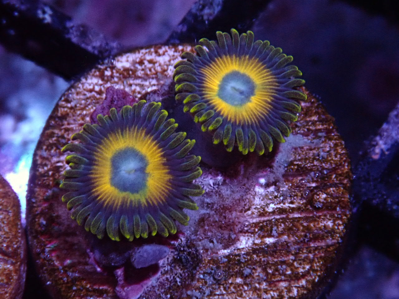 Scrambled Egg Zoa Auction 6/9 -ended