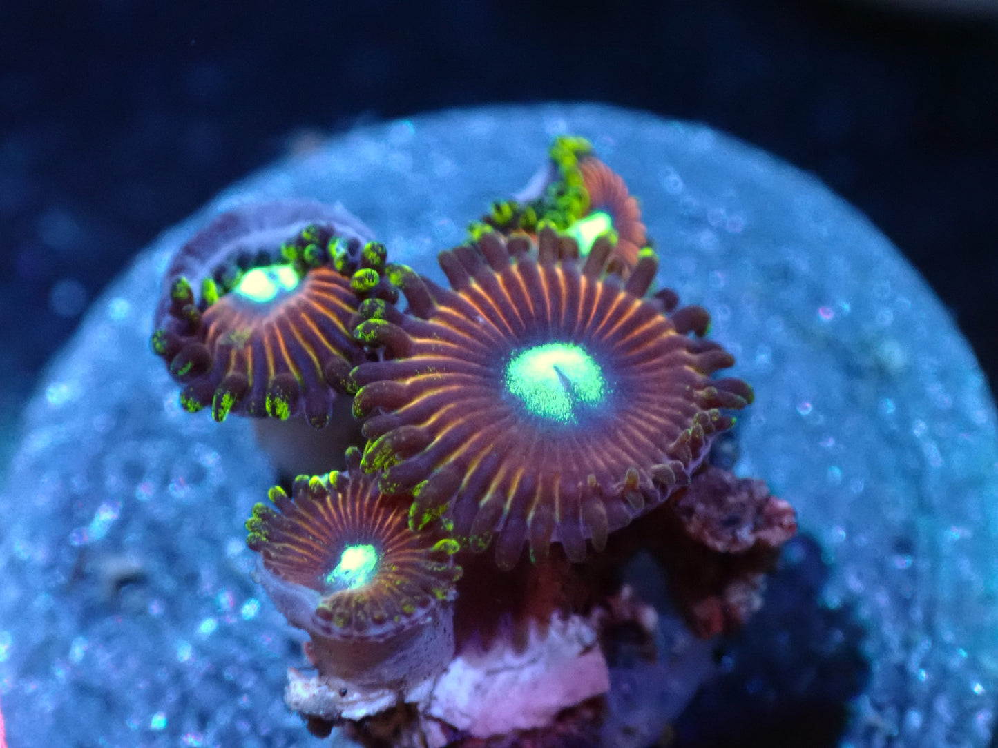 Unknown Unique Zoas Auctions 12/8 ended