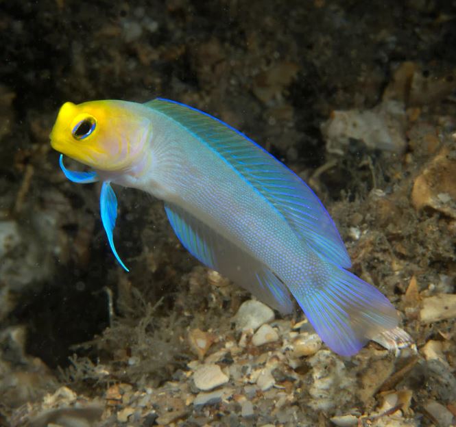 Live 7/16/26 Pearly Jawfish