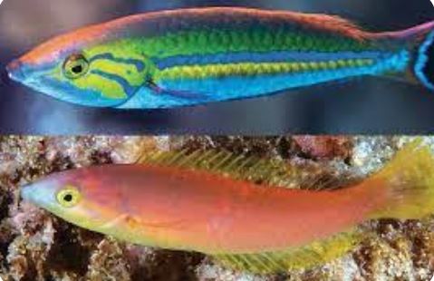 MAC Certified Pencil Candy Wrasse Male