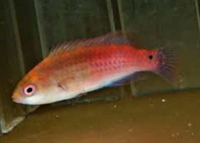 Female Purple Scale Fairy Wrasse