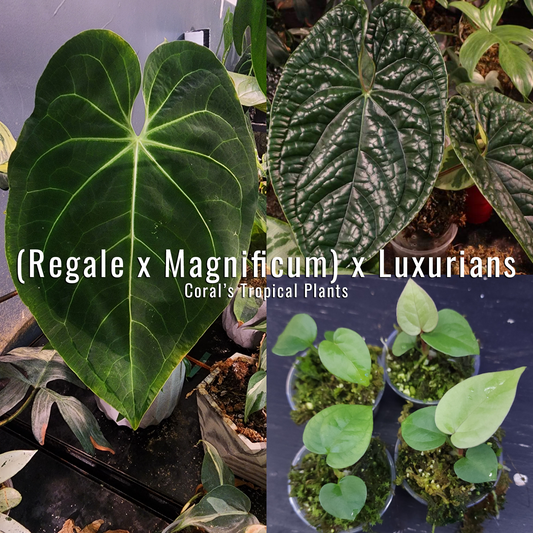 Anthurium Seedling (Regale x Magnificum) x Luxurians