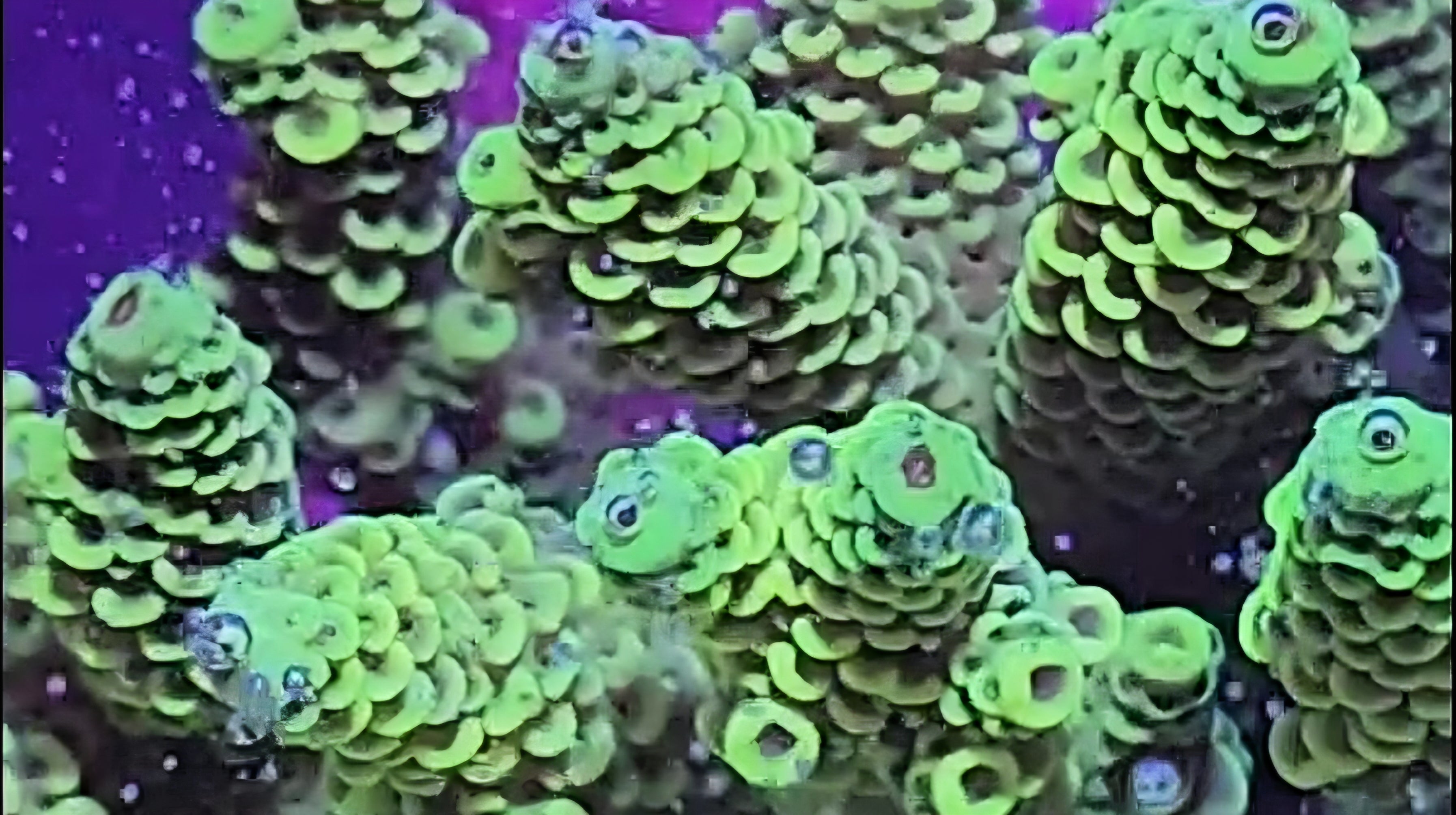 Coral's Coral - $1 High End Auctions + Get our App! 72 Hour Guarantee