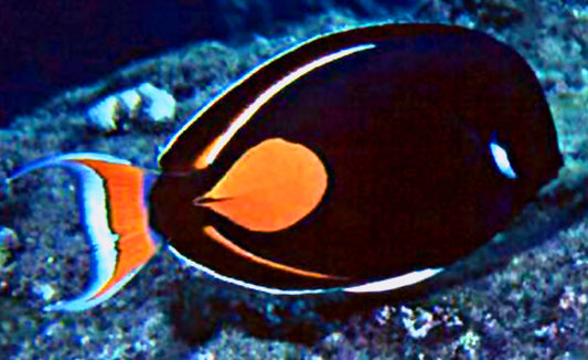 Adult Achilles Tang