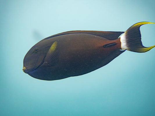 Fowler's Surgeonfish Tang
