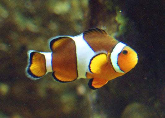 Tangerine DaVinci Grade A Ocellaris Clownfish Aquacultured