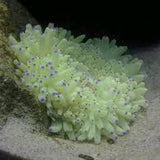 Colored Sebae Anemone