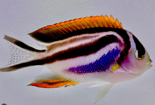 Female Bellus Angel
