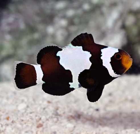 Black Snowflake Clownfish