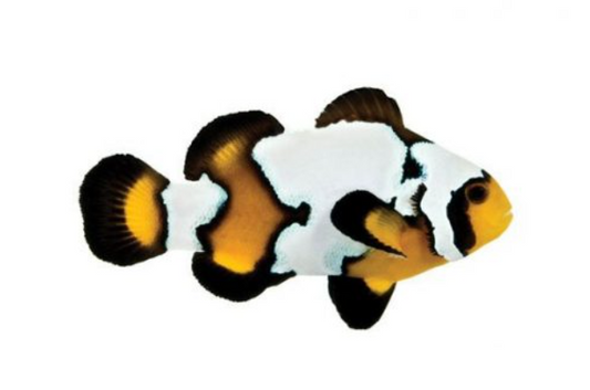 Black Ice Snowflake Clownfish