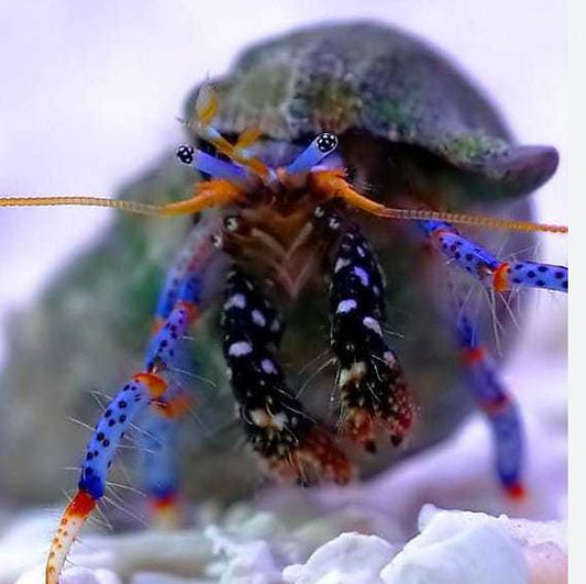Live 6/18/26 Dwarf Blue Leg Hermit Crab