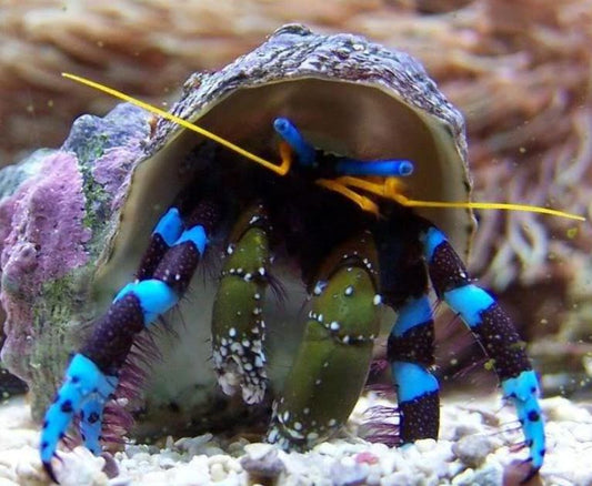 Live 6/18/26 Electric Blue Hermit Crab