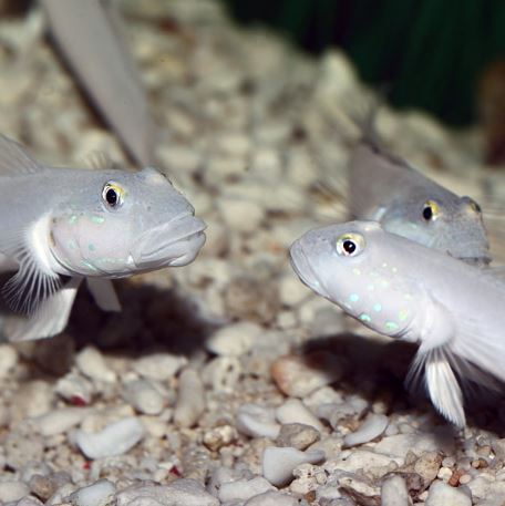LIVE 10/1/26 Sleeper Blue Dot Goby
