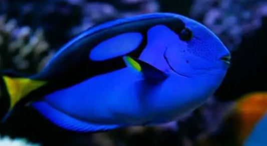 DHC Blue Hippo Tang