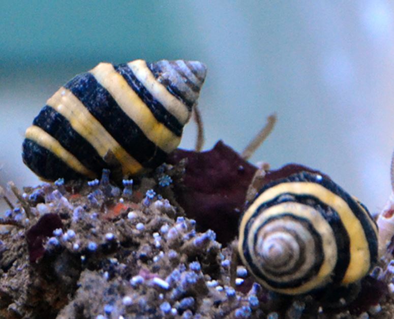 Live 12/26/24 Bumble Bee snail